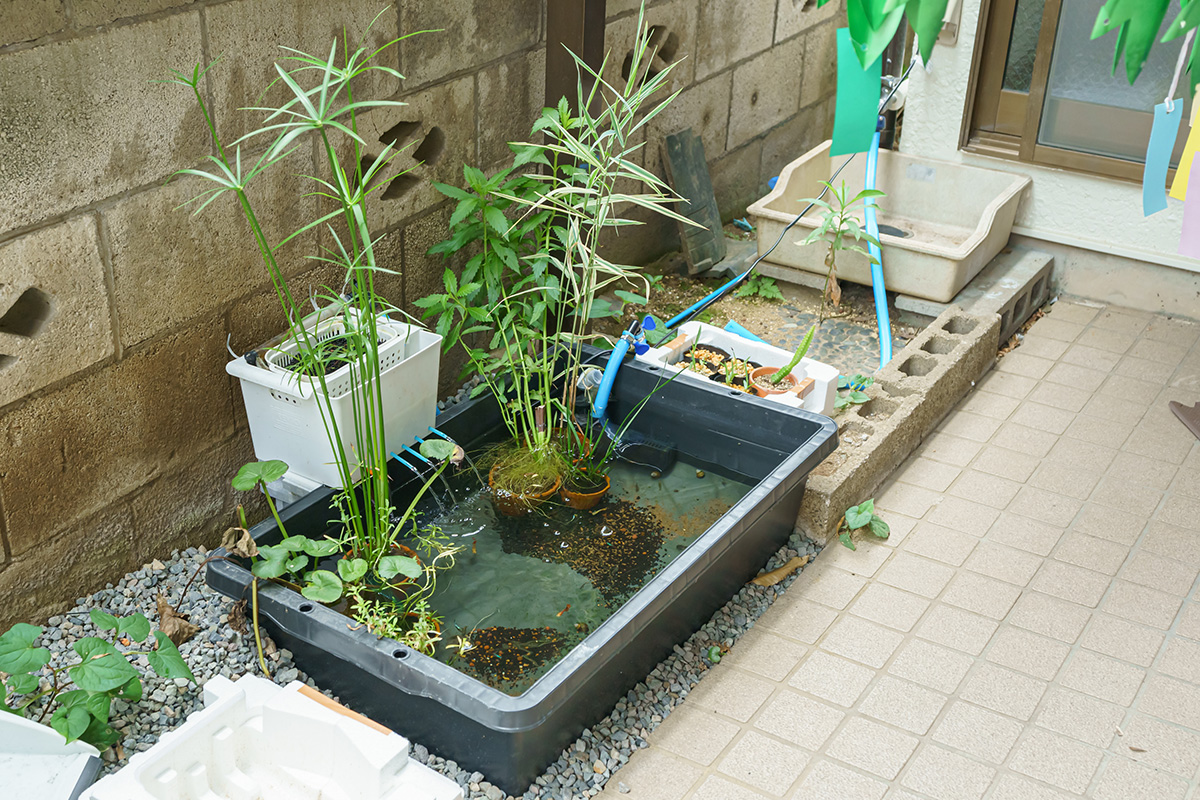 おさかなハウス（池）ではメダカを観察できる。